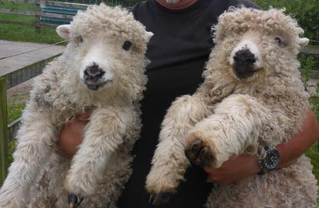 Grey Faced Dartmoor lambs