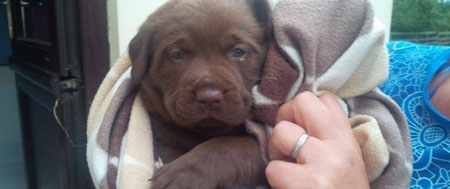 Fishers Mobile Farm - Cookie, our Brown Labrador puppy