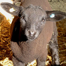Fishers Mobile Farm lamb