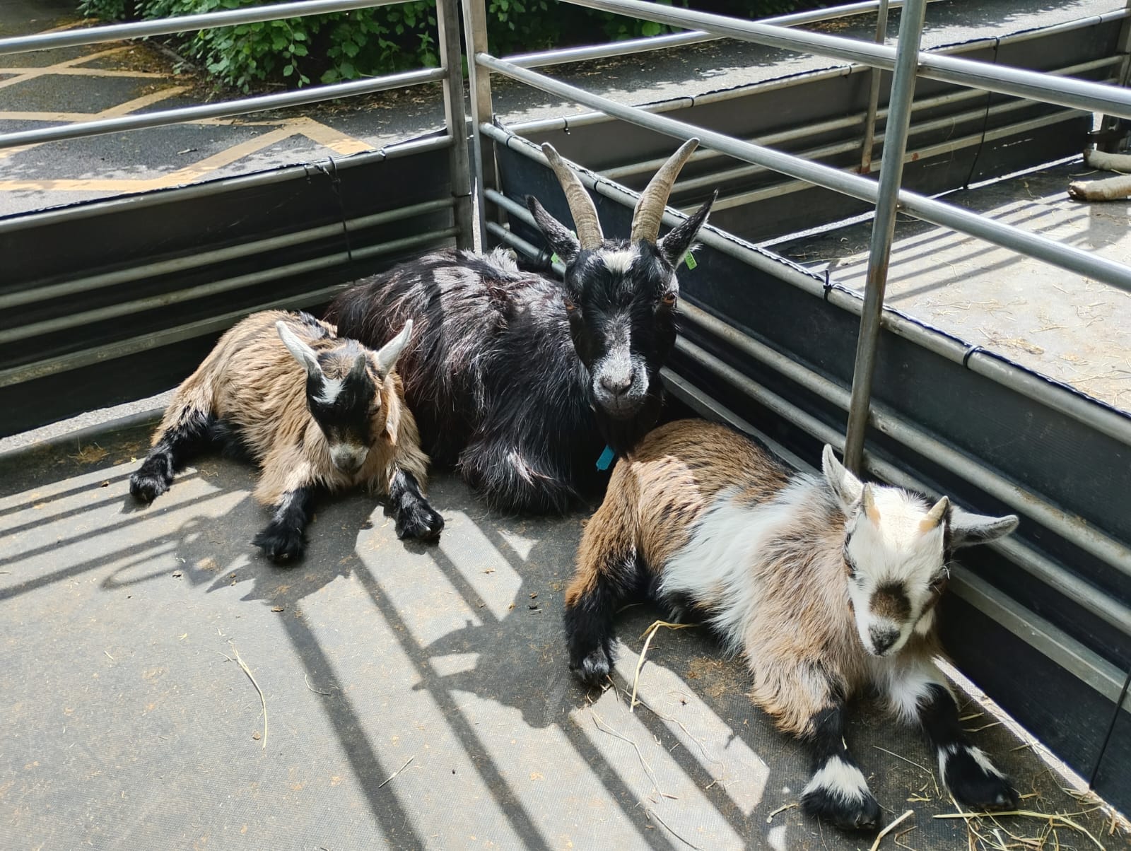 ./3_goats_1778751462285