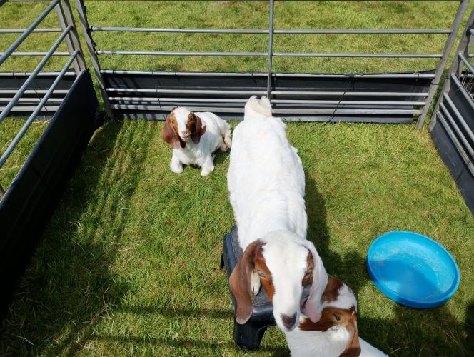 ./3_goats_eye_1767979808682