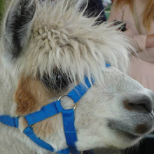 Alpacas @ Fishers Mobile Farm