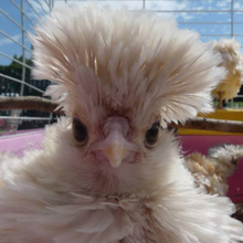 Frizzle chick @ Fishers Mobile Farm