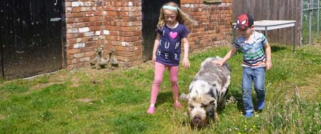 Peter pig in his new home