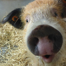 Fishers Mobile Farm - Polly Pig