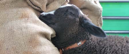 Bella the Zwartble having a snooze at a Mobile Farm visit to a Lancashire Primary School