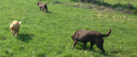 Tiggy the Tamworth piggy at Fishers Farm