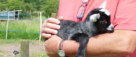 Pygmy goat kid at Fishers Mobile Farm