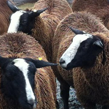 Fishers Mobile Farm Zwartble sheep